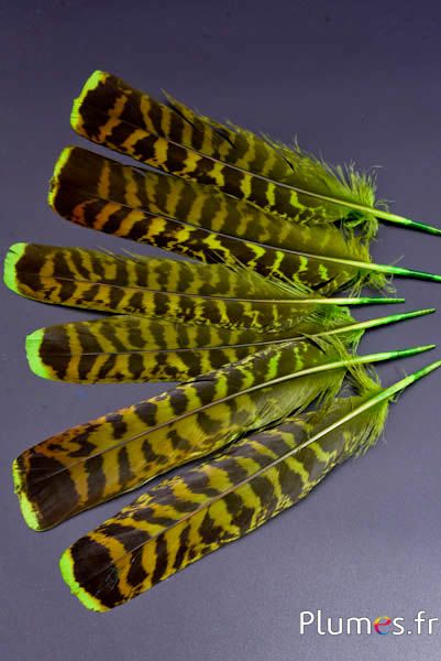 Tétras des bois - 19-21 cm - lime-café